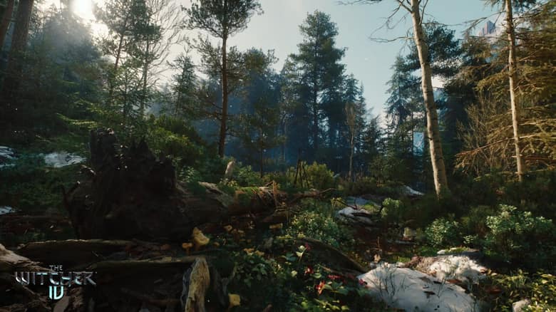 Une forêt de pins dense, traversée de rayons de soleil, avec de la neige au sol